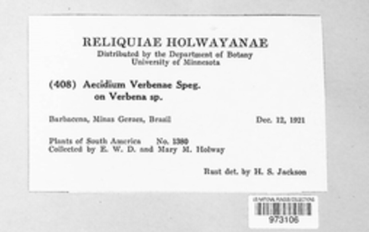 Aecidium verbenae image